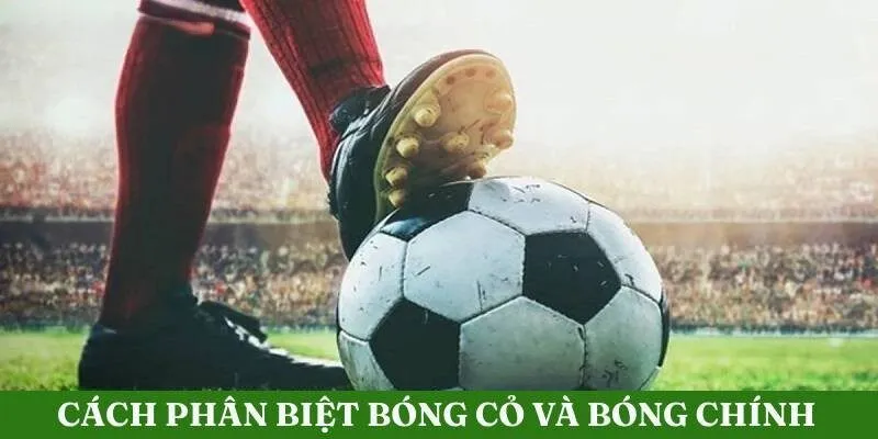Điểm cơ bản phân biệt bóng cỏ và bóng chính